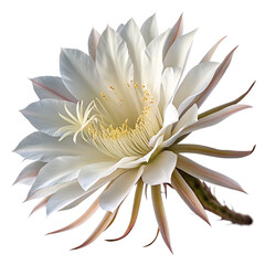 Fototapeta premium Queen of the night cactus flower isolated on transparent background