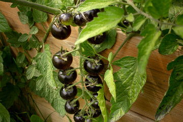A view of a black cherry tomato plant.