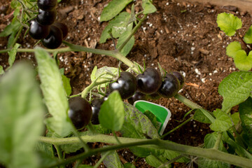 A view of a black cherry tomato plant.