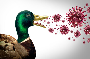 Avian Influenza In Wild Birds Spreading Bird Flu and Highly Pathogenic Influenza as viral poultry infected migratory duck or livestock health risk for global infection outbreak as a agricultural publi