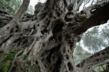 Picturesque Bottom of an old large olive tree in Budva Montenegro. High quality photo