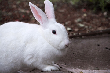 Um coelho branco e fofo, com olhos pretos atentos, no chão de concreto.