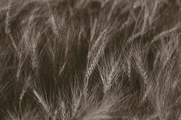 A view of wheat plants in a field, featuring a monochrome filter.