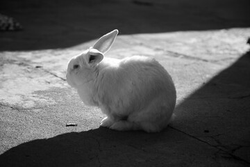 Um coelho branco e peludo sentado no chão, tomando sol. Imagem em preto e branco.