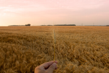 A view of a hand holding a wheat stem in the foreground, and a field of wheat in the background.