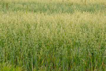 A view of a field of oats, seen in the farmlands of Winnipeg, Canada.
