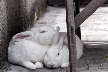 Dois coelhos deitados juntos, no chão de concreto do quintal, embaixo de um cavalete de pedreiro.