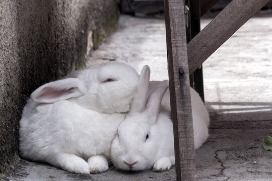 Dois coelhos deitados juntos, no ch&atilde;o de concreto do quintal, embaixo de um cavalete de pedreiro.