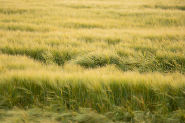 A view of green wheat fields, seen in Manitoba, Canada.