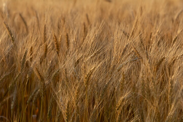 A view of a field of wheat plants, seen in Manitoba, Canada.