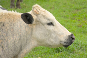  Closeup of the head of a white cow of Holstein friesian bread standing in a green meadow in the flemish countryside. side view 