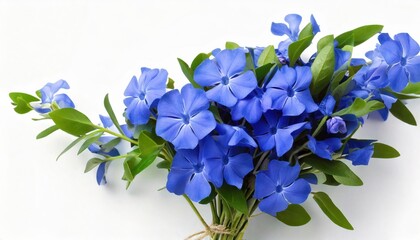 A beautiful bouquet of fresh blue periwinkle flowers with green leaves, tied together, placed on a white background for a natural and elegant look.