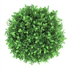 Obraz premium Dense Round Green Plant Top View