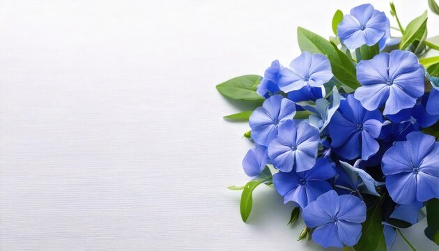 A fresh bouquet of blue periwinkle flowers with green leaves, arranged on a white background with empty space for text or design. - Powered by Adobe