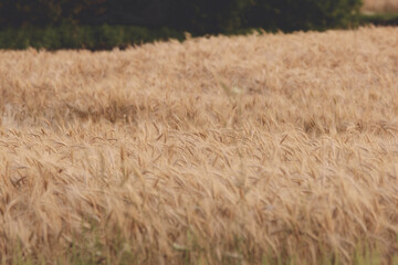 A view of a field of wheat plants, seen in Manitoba, Canada.