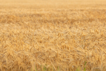 A view of a field of wheat plants, seen in Manitoba, Canada.