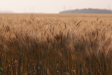 Obraz premium A view of a field of wheat plants, seen in Manitoba, Canada.