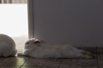 Obraz premium Um coelho deitado na porta da casa, com detalhe de outro coelho sentado.