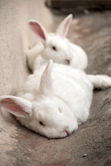Dois coelhos brancos e muito peludos, deitados no chão de concreto, um atrás do outro, descansando.