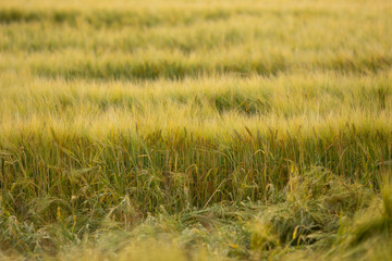 A view of a field of wheat plants, seen in Manitoba, Canada.