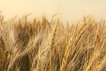 A closeup view of the head of a wheat plant.