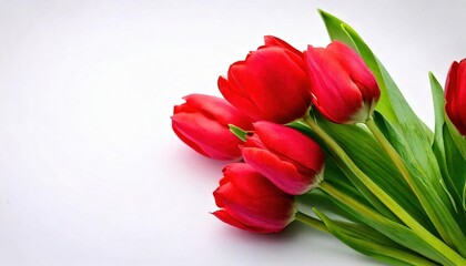 Fototapeta premium A stunning arrangement of vibrant red tulips with fresh green leaves, elegantly isolated on a white background, symbolizing love, beauty, and the arrival of spring.