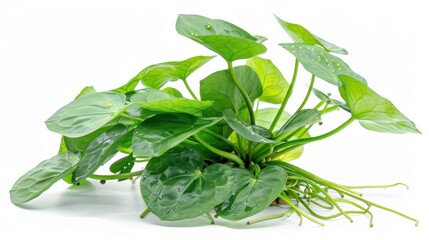 Fototapeta premium Houseplant beauty: lush green leaves white background