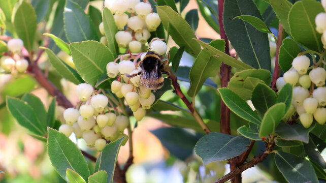 green olives in a tree