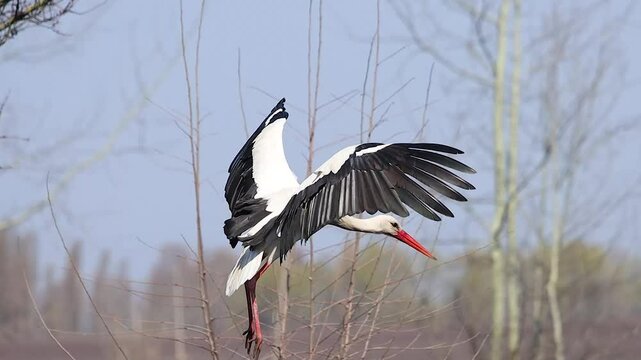 white stork flies against the blue sky and lands on a field