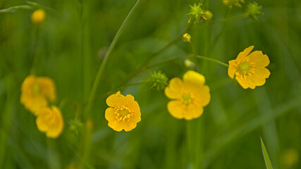 Obraz premium Bright yellow buttercup flowers in a field. - - ranunculus acris 