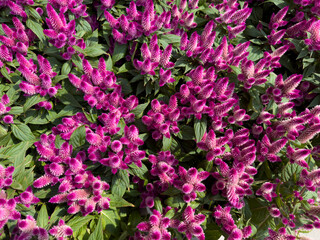 A view of some celosia flowers, on display at the nursery.
