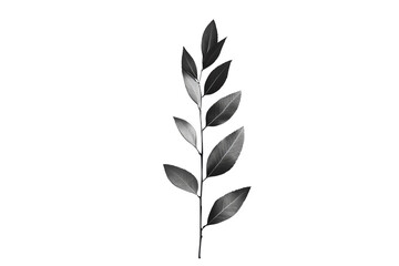 Obraz premium A detailed illustration of a black leaf on a white isolated background, perfect for designs or nature-inspired projects.