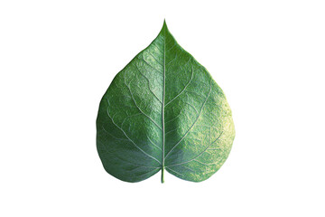 Obraz premium A detailed green leaf showcasing intricate veins and a vibrant texture, isolated on a white background, perfect for nature-inspired designs.