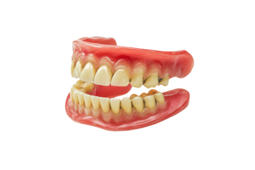 A detailed view of a dental model showcasing upper and lower artificial teeth against a white background, emphasizing dental anatomy.