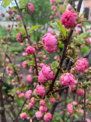 Delicate pink blossoms adorn branches in a lush garden during spring. The scene captures the essence of growth and vibrancy, celebrating the beauty of nature