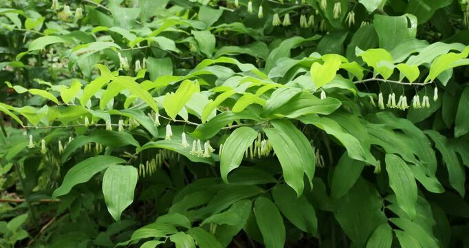 Polygonatum multiflorum | Solomon's seal or david's harp with clusters of white flowers hanging along supple, round arching stems covered with alternate and elliptic leaves
