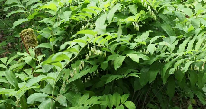Polygonatum multiflorum | Solomon's seal - David's harp - Ladder-to-heaven. Gracefully arching stems bearing clusters of whitish pendulous flowers 
