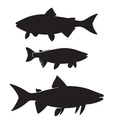 Silhouette of arctic char fish stock illustration, Fish vector illustration.
