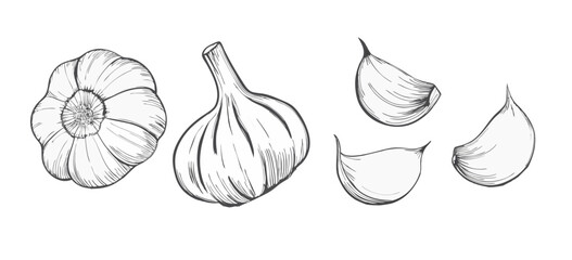 Hand-drawn sketch of a garlic. Vegetable drawing. Detailed vintage-style illustration, perfect for packaging, branding, farmers markets, organic food labels, menus, and botanical prints.