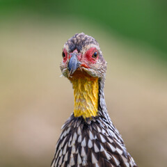Portrait of a Yellow-necked Spurfowl. Pternistis leucoscepus, Bioparc, Doué la Fontaine, Doué en Anjou, Maine et Loire 49, Région Pays de la Loire, France, European Union, Europe