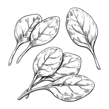 Hand-drawn sketch of a spinach leaves. Vegetable drawing. Detailed vintage-style illustration, perfect for packaging, branding, menus, farmers markets, organic food labels, botanical prints.