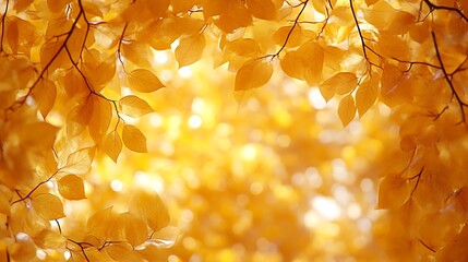 Golden Autumn Leaves Frame Nature Background