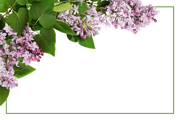 Lilac branches with flowers and leaves  in a corner arrangement with green frame isolated on white...