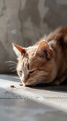 Adorable Ginger Cat Enjoying Sunlit Meal of Dry Food Indoors