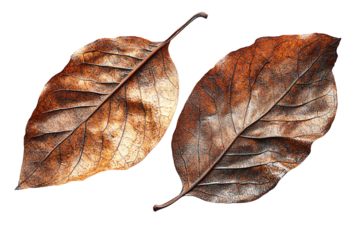 Two beautifully textured, dried leaves on a transparent background, showcasing intricate veins and earthy tones, perfect for natural themed designs.