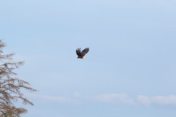 A view of a bald eagle flying in the air.
