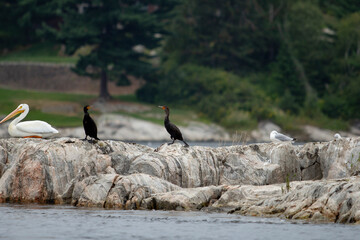 A view of some double-crested cormorants hanging out on a rocky outcrop.