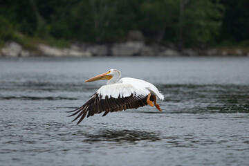 A view of an American white pelican flying over a lake surface.