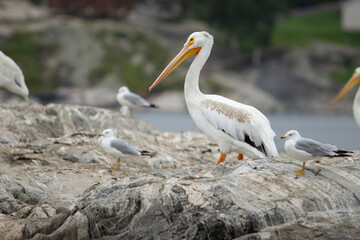 A view of an American white pelican.