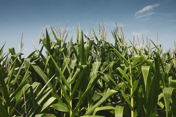 A view of the tops of a growing corn plants, seen in a field in Winnipeg, Manitoba.